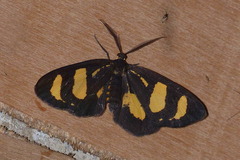 Ctimene basistriga