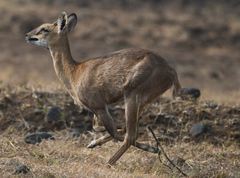 Tetracerus quadricornis