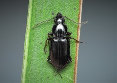 Pterostichus ovoideus