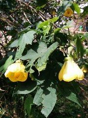 Abutilon × hybridum