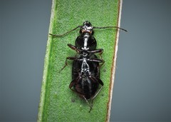 Pterostichus ovoideus
