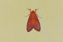 Integrivalvia rutila