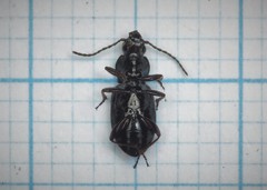 Pterostichus ovoideus