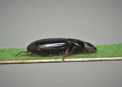 Pterostichus ovoideus