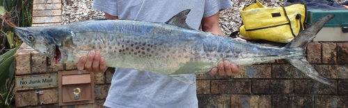Australian seerfish (Scomberomorus munroi) — Scombridae — 2