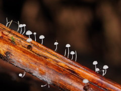 Mycena maldea