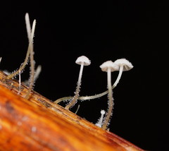 Mycena maldea