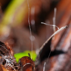 Mycena maldea