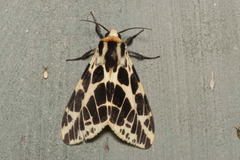 Spilosoma arctichroa