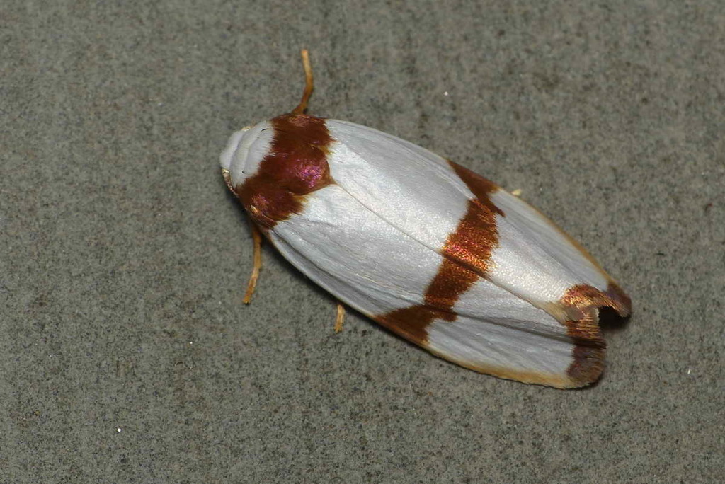 Padenodes cuprizona (Padenodes cuprizona)