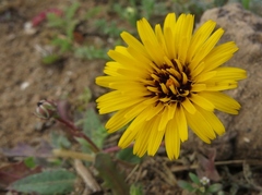 Reichardia tingitana