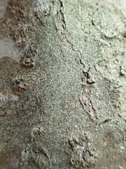 Buellia griseovirens