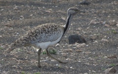 Chlamydotis undulata