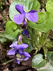 Viola odorata