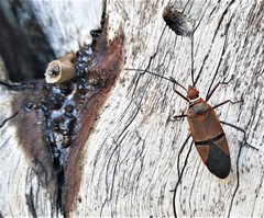 Dysdercus intermedius