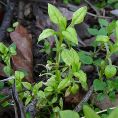 Peronospora alsinearum