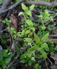 Peronospora alsinearum