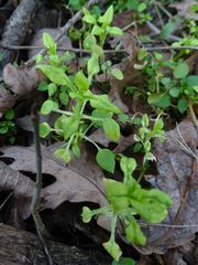 Peronospora alsinearum