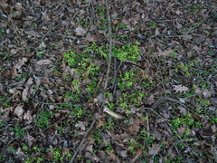 Peronospora alsinearum