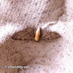 Eupithecia subtacincta