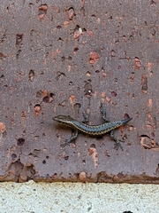 Cryptoblepharus pannosus