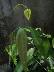 Monoon longifolium