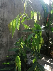 Monoon longifolium