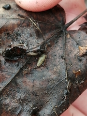 Porcellium collicola