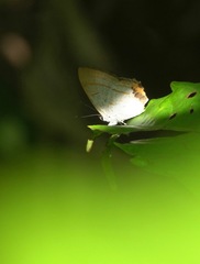 Hypolycaena thecloides