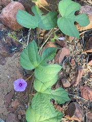 Ipomoea dichroa