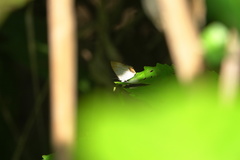 Hypolycaena thecloides