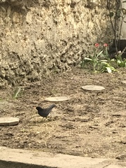 Turdus merula