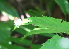 Hypolycaena thecloides