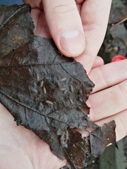 Porcellium collicola