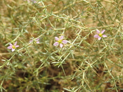 Zygophyllum indicum