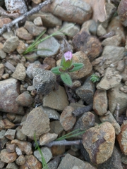 Cerastium ramosissimum