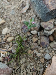 Cerastium ramosissimum