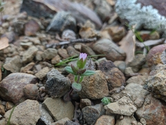 Cerastium ramosissimum