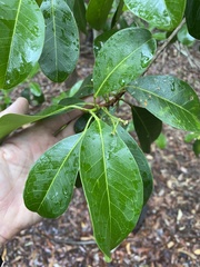 Acronychia imperforata