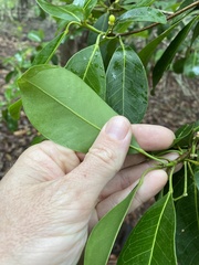 Acronychia imperforata