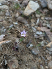 Cerastium ramosissimum