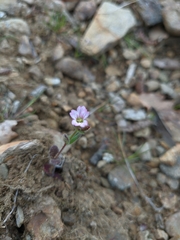 Cerastium ramosissimum