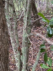 Acronychia imperforata