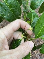 Acronychia imperforata