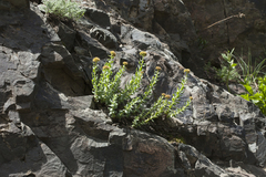 Rhodiola heterodonta