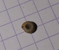 Bathyomphalus contortus