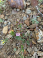 Cerastium ramosissimum