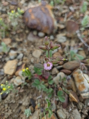 Cerastium ramosissimum