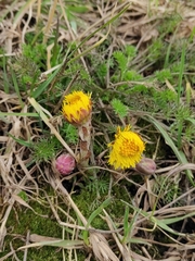 Tussilago farfara