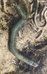 Alitta virens